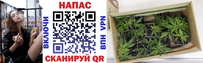 Конопля план  купить   Циолковский 
